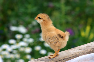 Chicken.
