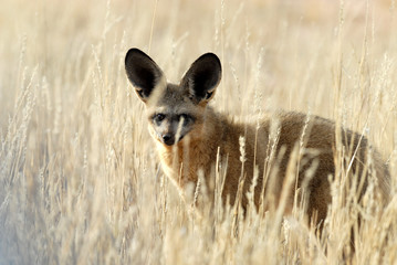 Renard Otocyon