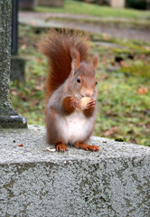 Eichhörnchen © Gerisch