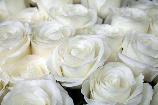 beautiful bouquet of white roses