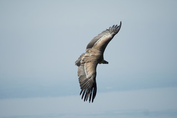 Raubvogel