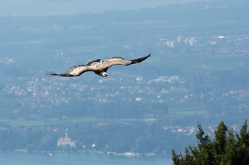raubvogel
