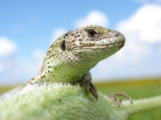 lizard