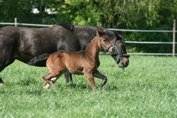Fototapeta premium Stute mit Fohlen