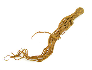 Ginseng root