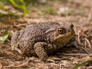 Toad