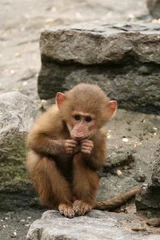 Fotobehang Aap Little baboon monkey eating  © Henk Bentlage