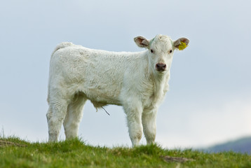 White Calf