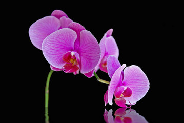 Naklejka na ściany i meble Orchid Beauty