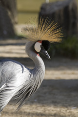 grulla punk