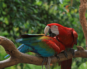 Papagei (Ara macao)