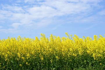 Yellow oilseed rape and the blue sky - obrazy, fototapety, plakaty
