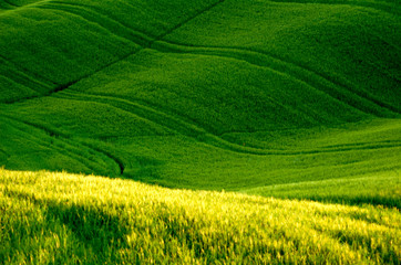 Obraz na płótnie Canvas Zielone pola pszenicy