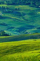 Italian fields