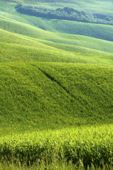 Obraz premium Green fields of wheat
