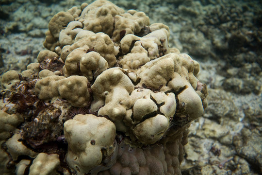 Coral Reef 514
