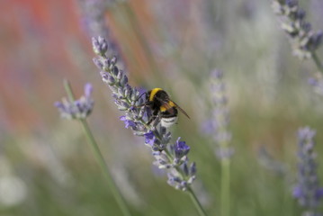 Ape su Lavanda