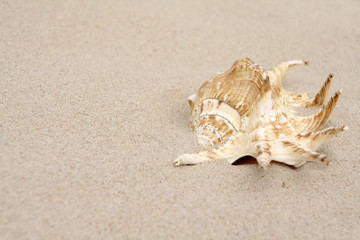 Shell