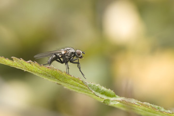 Fliege