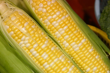 closup of some fresh sweet corn in a market