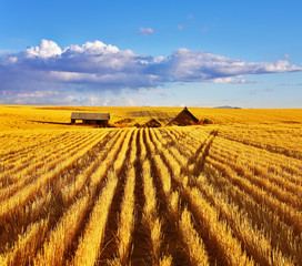 The autumn midday on fields of Montana