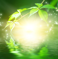 Fototapeta na wymiar Zielone liście odbicie w wodzie