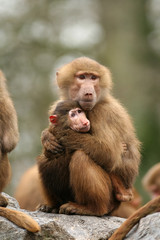 Two baboon holding each other