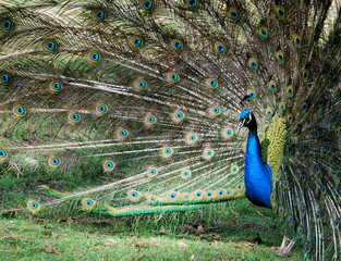 Obraz premium Peacock