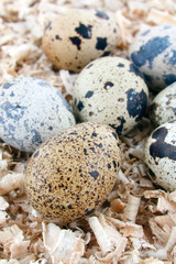 motley eggs at nest