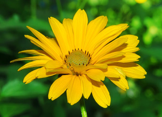 Yellow flower
