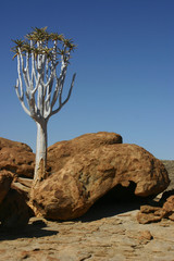Namibie - Arbre à carquois