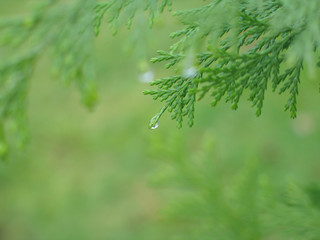 Fototapeta premium rain drop on a green branch
