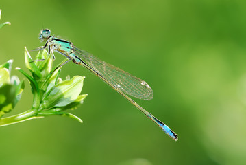 Damselfly