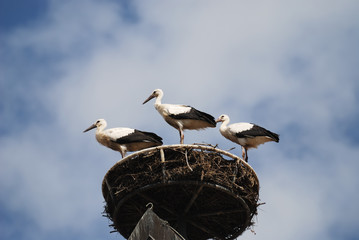 Storks