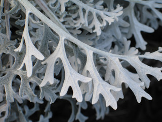 soft gray plant closeup