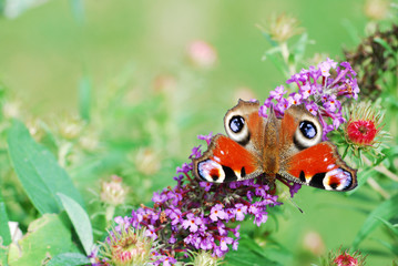 Peacock butterfly