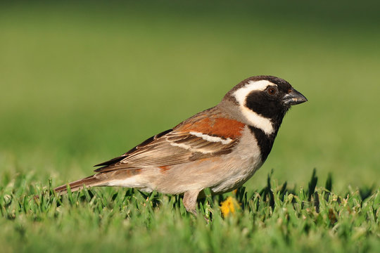 Cape Sparrow