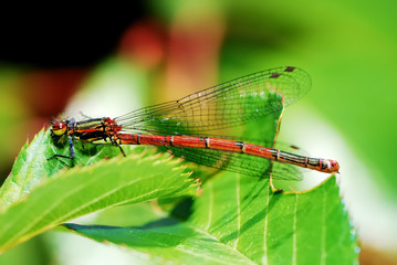 Damselfly