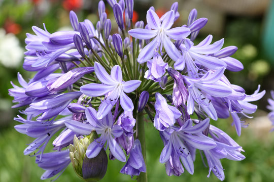 Fototapeta agapanthe à fleurs bleues