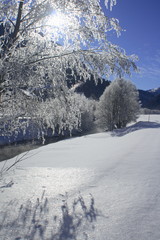 Auwald bei Rona