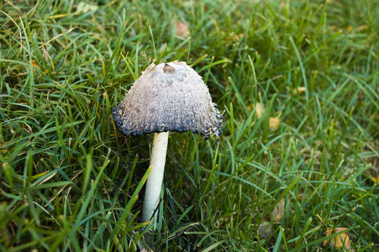 poison mushroom closeup shot