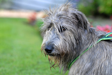 Irischer Wolfshund, hund, rassehund