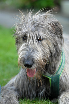 Irischer Wolfshund, hund, rassehund