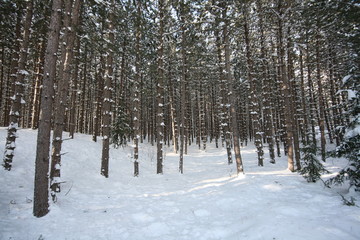 Fototapeta premium winter snow hanging on tree trunks