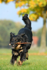 hovawart, hund, apportieren