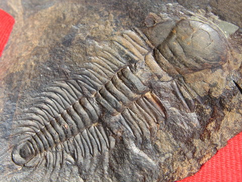 500 Million-Years-Old Trilobite / Paradoxides Gracilis