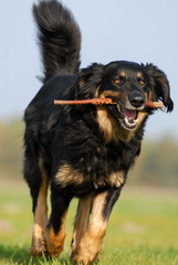 hovawart, hund, apportieren