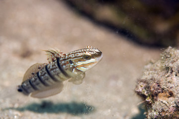 tailspot goby