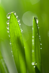 Fototapeta premium fresh wet grass background