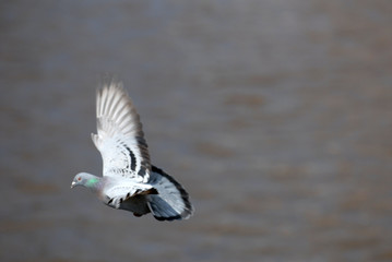 taube, vogel, fliegen
